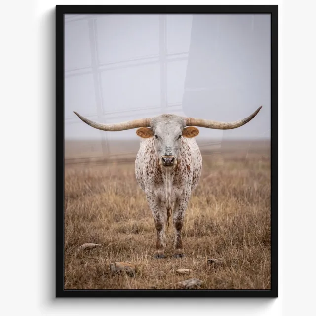 FrameYourWall Poster in lijst - Fotolijst 50x70 cm - Posters - Longhorn - Grasveld - Dier - Posterlijst zwart - Decoratie - Wanddecoratie woonkamer - Muurdecoratie slaapkamer