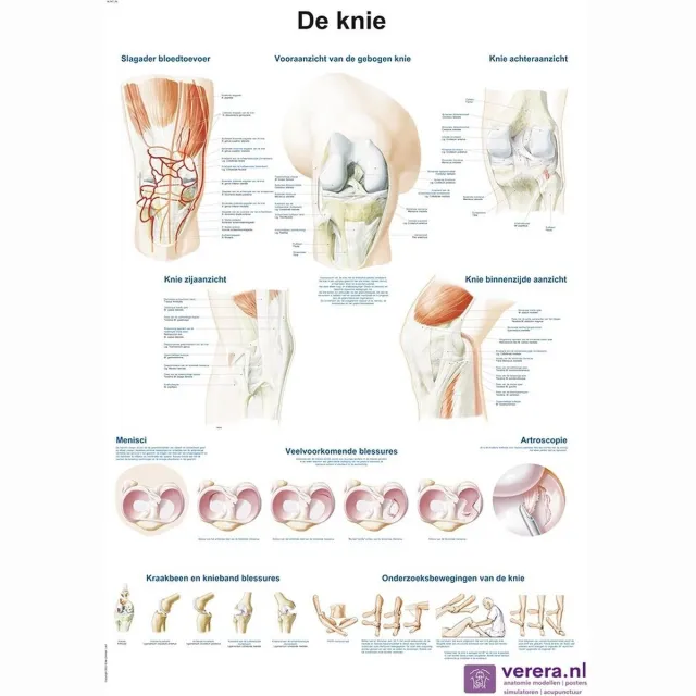 Verera.nl Anatomie poster kniegewricht (Nederlands/Latijn, papier, 50x70 cm) + ophangsysteem Met ophangsysteem