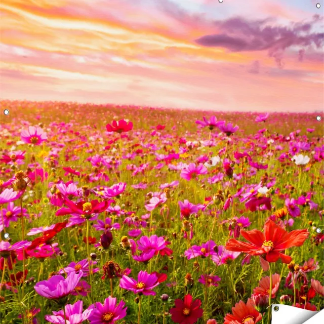 Gards Tuinposter Kleurrijke Kosmos Bloemenveld - 120x120 cm - Tuindoek - Tuindecoratie - Wanddecoratie buiten - Tuinschilderij Multikleur