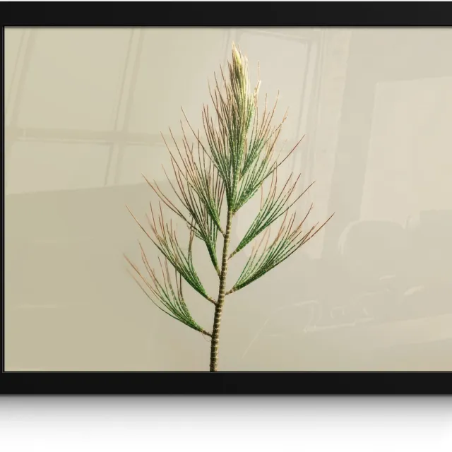 FrameYourWall Poster in lijst - Fotolijst 40x30 cm - Posters - Dennentak - Naaldvormige bladeren - Lichtgroen - Posterlijst zwart - Decoratie - Wanddecoratie woonkamer - Muurdecoratie slaapkamer