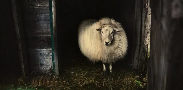 WANDKRAFT Schilderij berkenhout Schaap 98x48cm Multi