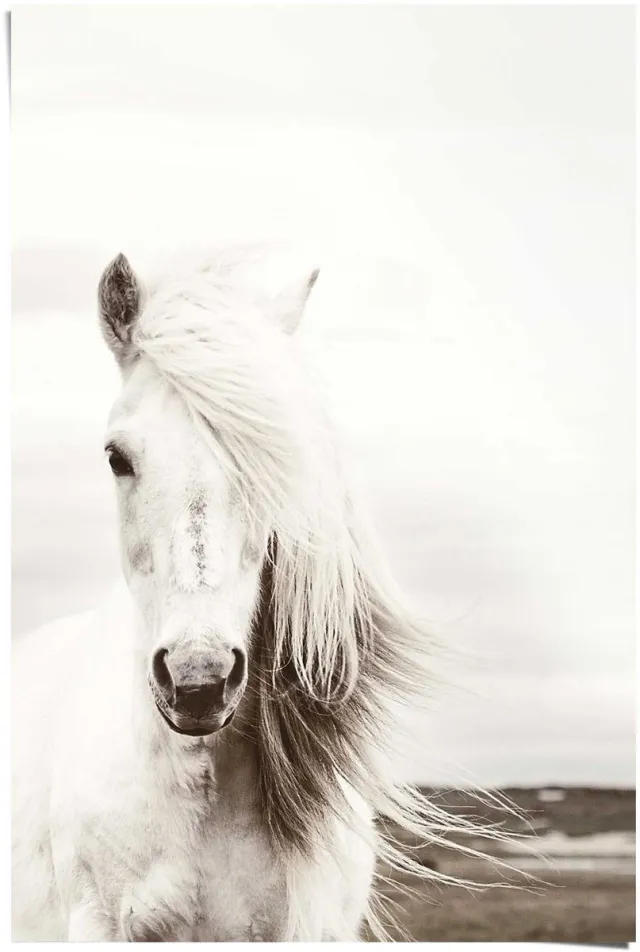 Reinders Poster White Horse - 91,5 x 61 - Papier - REINDERS wit