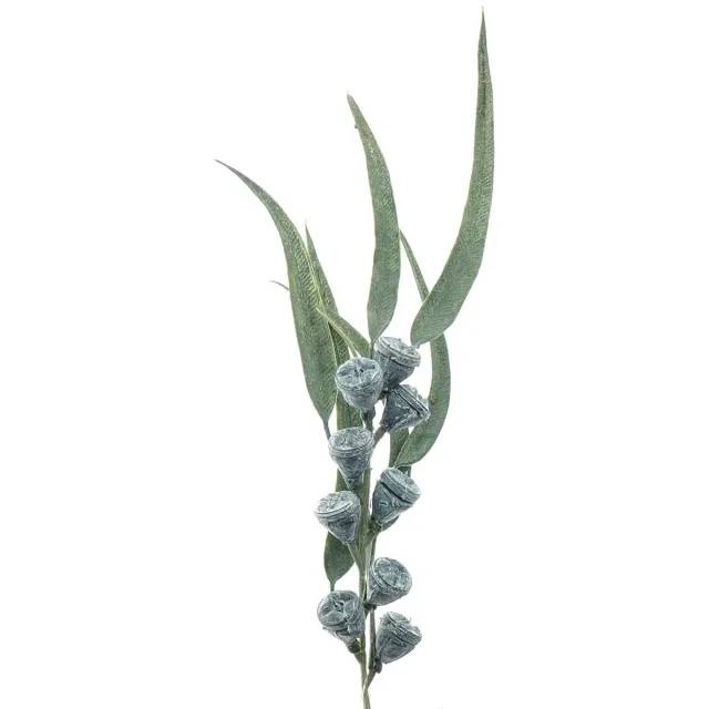 Gasper Eucalyptustak met Vruchten Grijs & Groen 40 cm