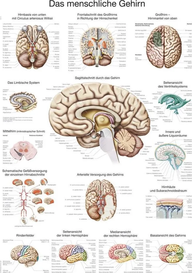 Erler-Zimmer Het menselijk lichaam - anatomie poster hersenen (kunststof-folie, 70x100 cm)