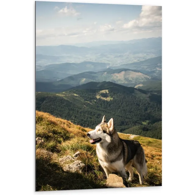 KuijsFotoprint Dibond - Husky op hoge Berg - 80x120cm Foto op Aluminium (Wanddecoratie van metaal) Blauw