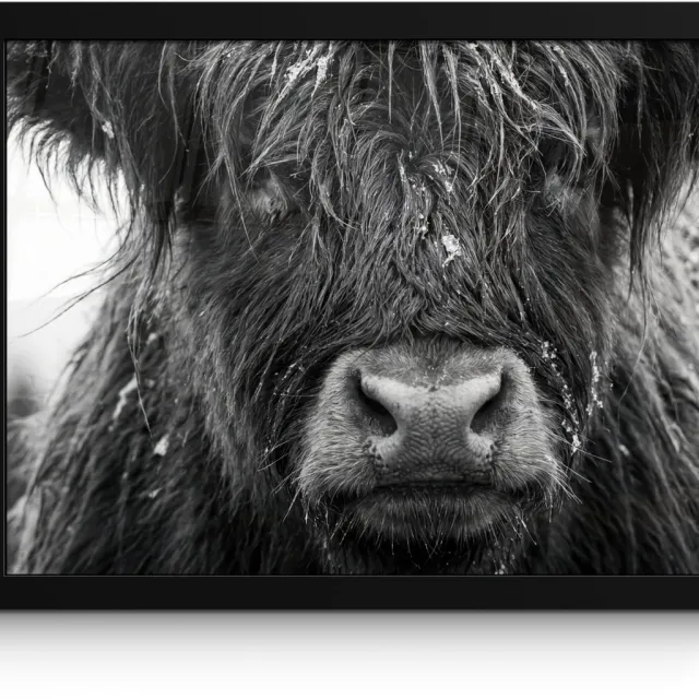 FrameYourWall Poster in lijst - Fotolijst 40x30 cm - Posters - Schotse hooglander - Zwart - Wit - Sneeuwvlokken - Posterlijst zwart - Decoratie - Wanddecoratie woonkamer - Muurdecoratie slaapkamer