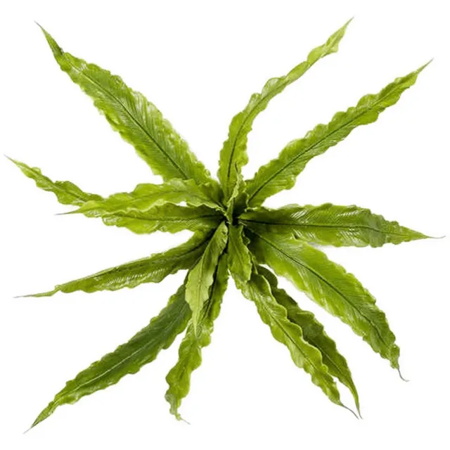 Emerald Fern asplenium bush x15 30 cm kunstbloem zijde nepbloem Emerald onbekend