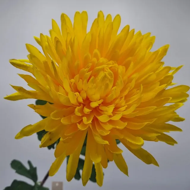 Bomm Bol Chrysant (Spin) - P14/01 - 65 cm - Geel - 1 bloem - 1 tak - Grafdecoratie - Zijdenbloemen - Kunstbloemen