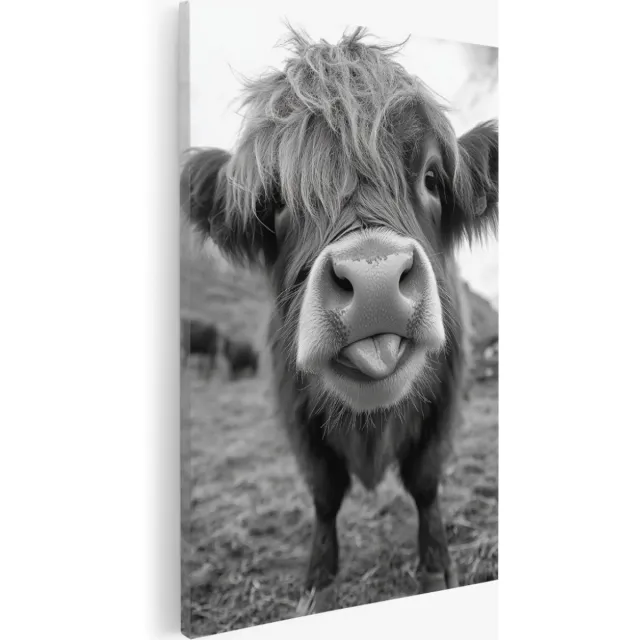 Saammp Canvas Schilderij - Schotse Hooglander Koe steekt ze tong uit - Natuur - Dieren - 100x150 - Foto op canvas - Wanddecoratie - Muurdecoratie Woonkamer - Slaapkamer decoratie - Canvas Print Multicolor
