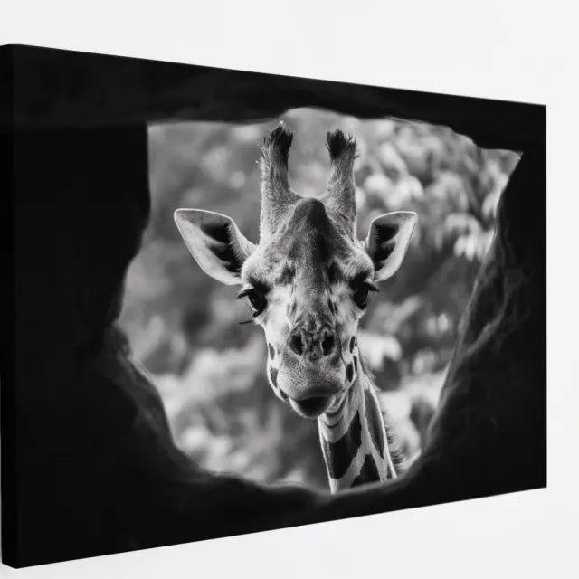 Saammp Canvas Schilderij - Glurende Giraffe - Natuur - Dieren - 60x40 - Foto op canvas - Wanddecoratie - Muurdecoratie Woonkamer - Slaapkamer decoratie - Canvas Print Multicolor