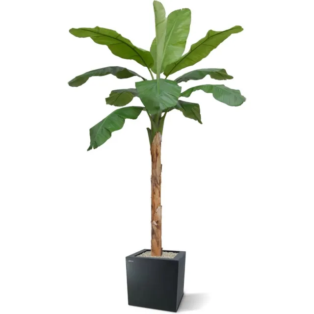 maxifleur Kunstplanten Banaan Royal XL kunstboom 300cm Groen