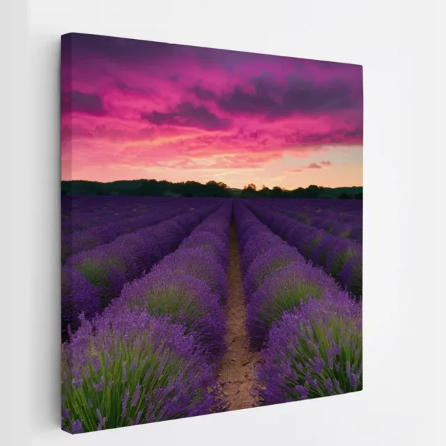 Saammp Canvas Schilderij - Lavendel met paarse lucht - Landschap - Natuur - 40x40 - Foto op canvas - Wanddecoratie - Muurdecoratie Woonkamer - Slaapkamer decoratie - Canvas Print Multicolor