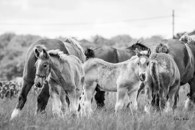 Passion For Art Trekpaarden TW6 - Poster - Ton van der Weerden - 50 x 70 cm zwart-wit