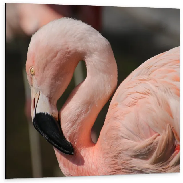 KuijsFotoprint Dibond - Flamingo met Gebogen Nek - 100x100cm Foto op Aluminium (Met Ophangsysteem) Roze