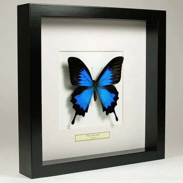 Natural interior 1 opgezette vlinder Papilio Ulysses in houten lijst 27x27 Natural Interior incl naam en herkomstlabel zwart