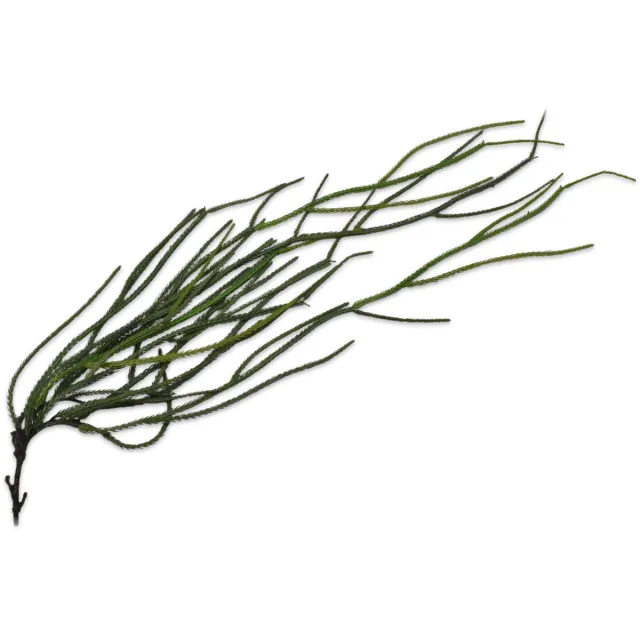 Silk-ka Kunstplant - Steker - Succulent - Groen - H97 cm