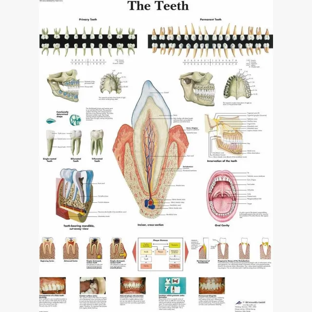 Anatomieposter Het menselijk lichaam poster - Gebit - tanden (gelamineerd, 50x67 cm)