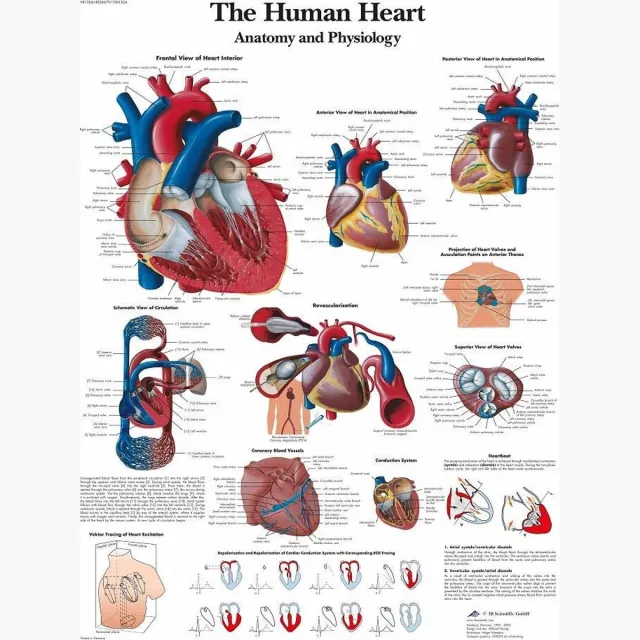 3B Scientific Het menselijk lichaam poster - Hart (gelamineerd, 50x67 cm) + ophangsysteem hart + ophangsysteem