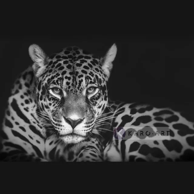 karo-art Afbeelding op acrylglas - Jaguar in zwart en wit Multikleur