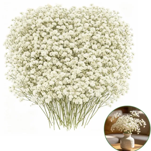 Famanu Set van 100 gedroogde witte gypsophila bloemen, geschikt voor kunst en decoratie