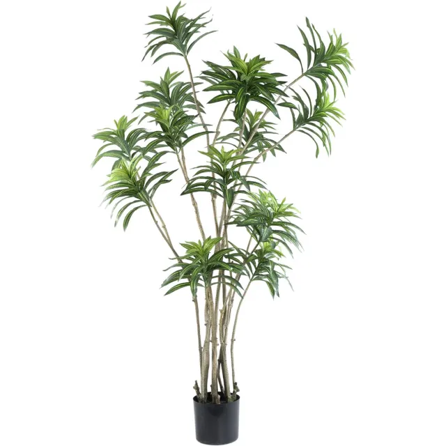 PTMD Leaves Plant Green Dracaena Plant In Black Pot Groen