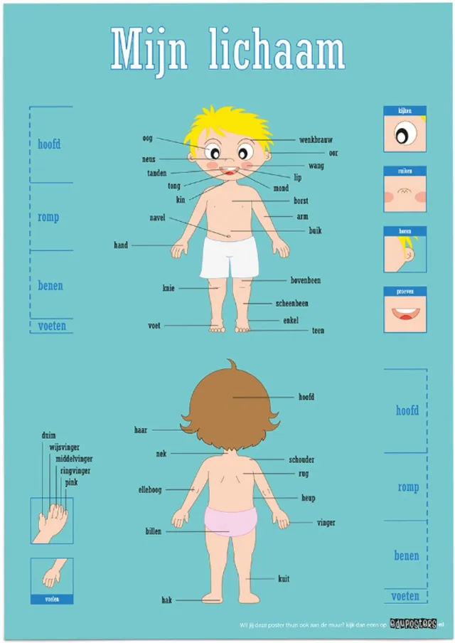 eduposters Educatieve poster (Posterpapier) - Biologie mijn lichaam - 29.7 x 42 cm (A3) Beige