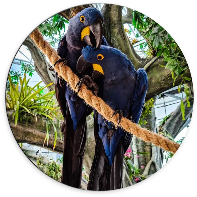 KuijsFotoprint Dibond Wandcirkel - Twee Blauwe Papegaaien op Touw - 70x70cm Foto op Aluminium Wandcirkel (met ophangsysteem)