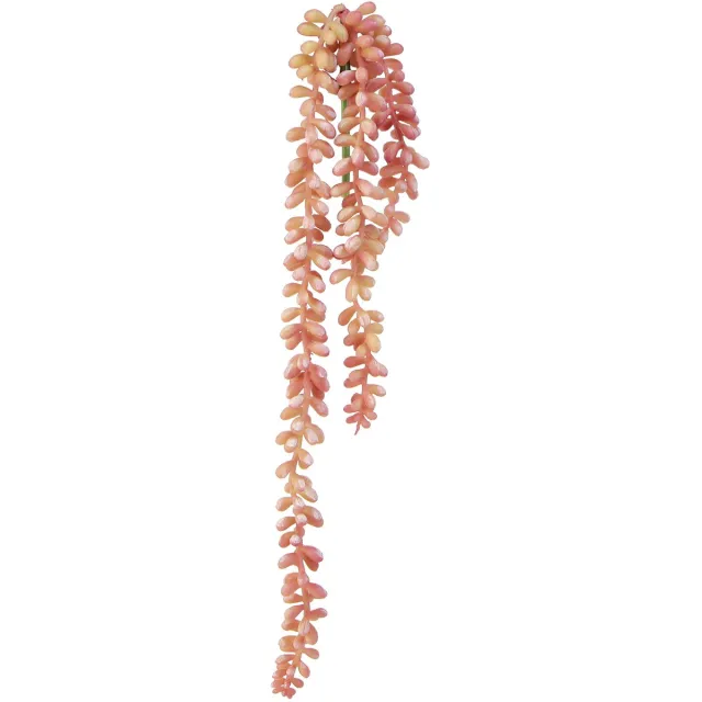 Viana Sedum 'Rubin' hangplant – decoratieve, onderhoudsvriendelijke vetplant roze