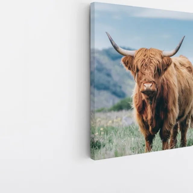 Saammp Canvas Schilderij - Schotse Hooglander Koe - Bloesem - Landschap - Dieren - Natuur - 100x100 - Foto op canvas - Wanddecoratie - muurdecoratie Woonkamer - Slaapkamer decoratie - Canvas Print Multicolor