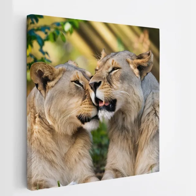Saammp Canvas Schilderij - Leeuwen - liefdevol - Dieren - Natuur - 30x30 - Foto op canvas - Wanddecoratie - Muurdecoratie Woonkamer - Slaapkamer decoratie - Canvas Print Multicolor