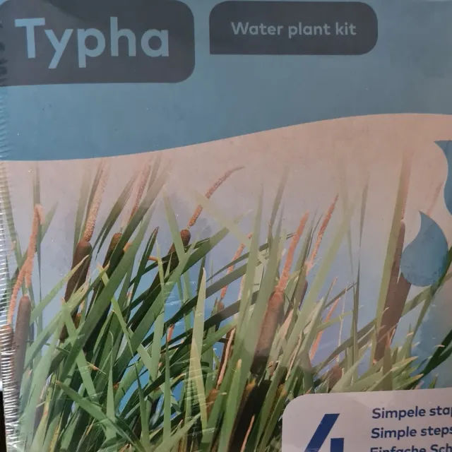 Moerings Droogverpakking vijverplant - Typha Groen