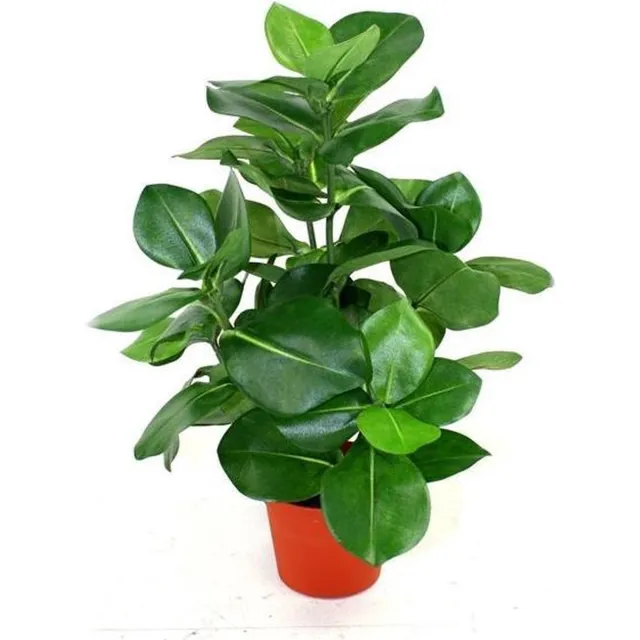 maxifleur Kunstplanten Clusia kunstplant 40cm in pot 10cm Groen