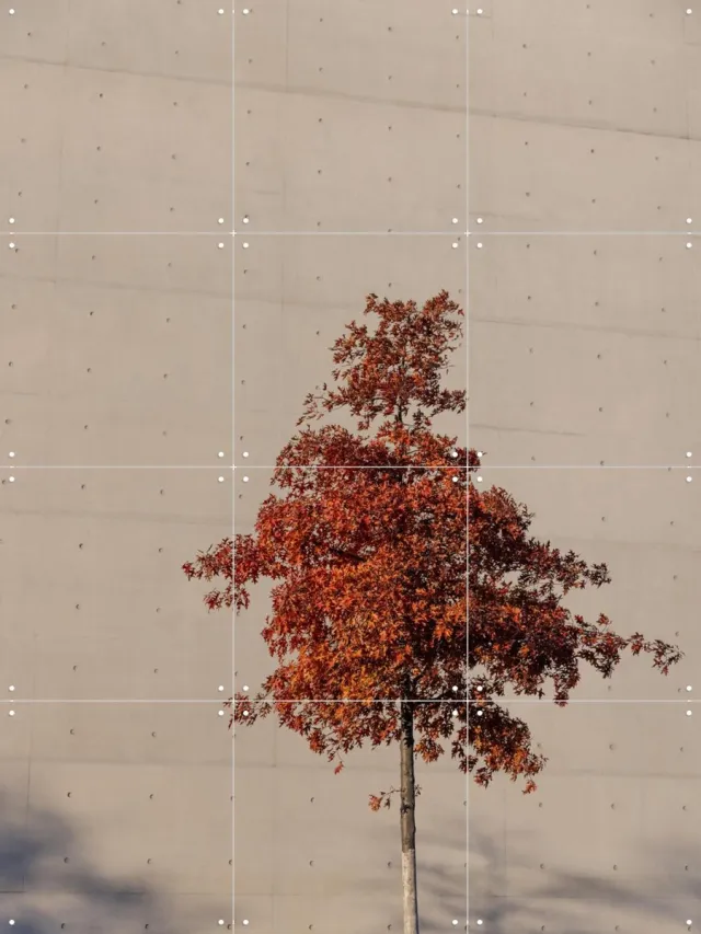 IXXI One Autumn Tree, Mareike Böhmer - 60 x 80 cm - Grote wanddecoratie en posters - Fotografie, Minimalisme, Slaapkamer, Studeerkamer, Woonkamer Rood
