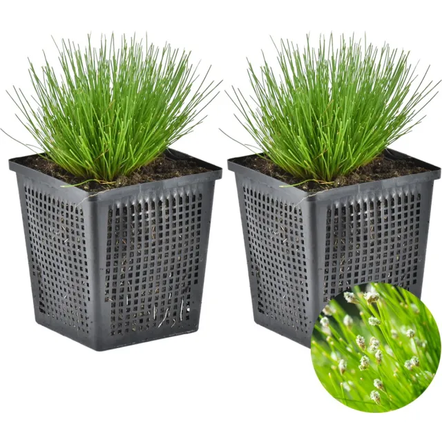 Bloomique Set van 2 - Scirpus Cernuus - Naaldgras - Vijverplanten - Waterplanten - Winterhard - Hoogte 10-20 cm - Pot 11 cm Groen