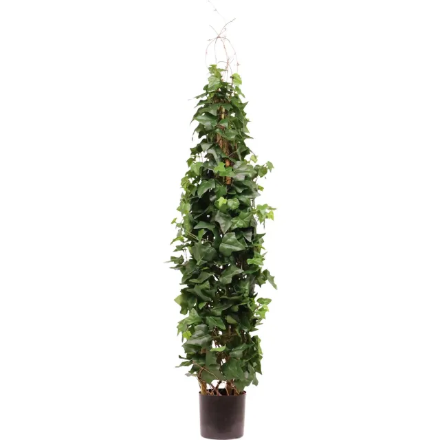 maxifleur Kunstplanten Kunst Hedera Klimplant Deluxe 130cm Groen