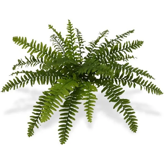 maxifleur Kunstplanten Boston Varen deluxe kunstplant x21 50cm Groen