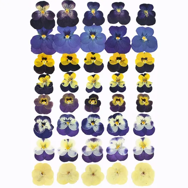 BOTC Natuurlijk Gedroogde Bloemen - 48 stuks Natuurlijke bloemdecoratie - voor Harskunst en doe-het-zelf knutselprojecten - Viooltjes Paars Viooltje