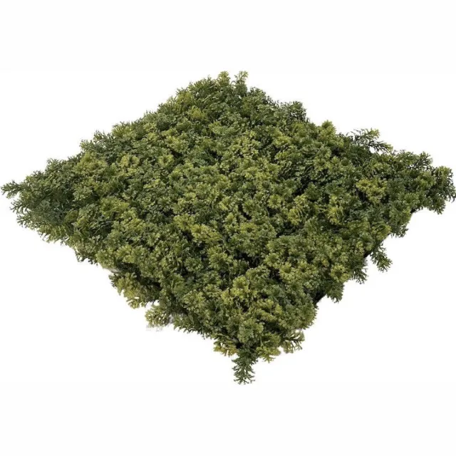 Easy Lawn Wandplant l1b1m moss-mix2 per m2 Groen