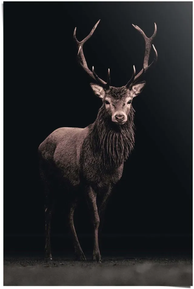 Reinders Poster Deer on Black - 91,5 x 61 - Papier - REINDERS