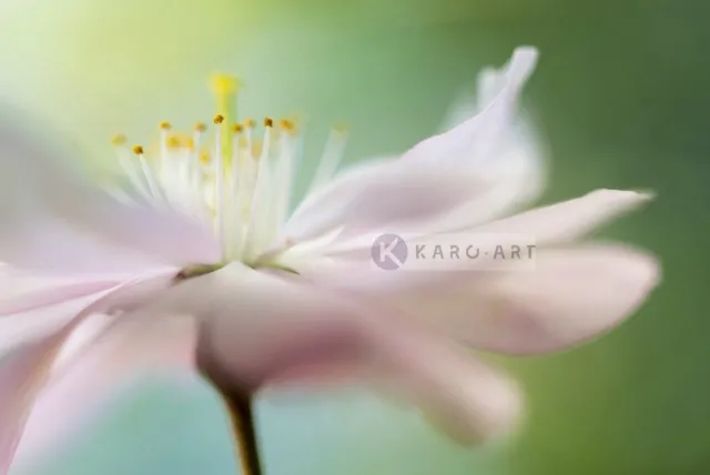 karo-art Schilderij - Zacht roze Kersenbloesem , Multikleur , 3 maten , Wanddecoratie