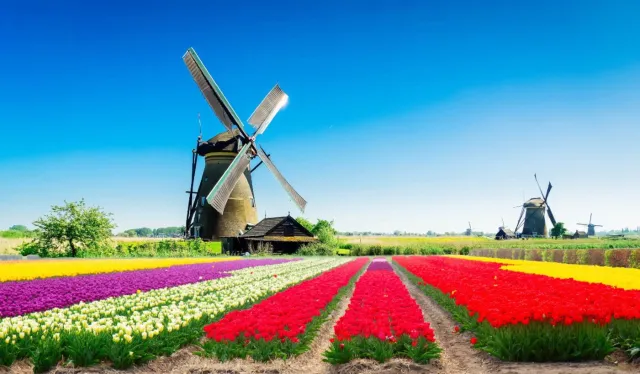 Vgdesign Molen met tulpenveld 70x50 tuinposter banner VGDesign onbekend
