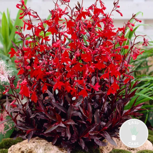 Bloomique Lobelia Queen Victoria - Prachtlobelia - Rood - Vijverplanten - Waterplanten - Winterhard - Hoogte 20-30 cm - Pot 9 cm