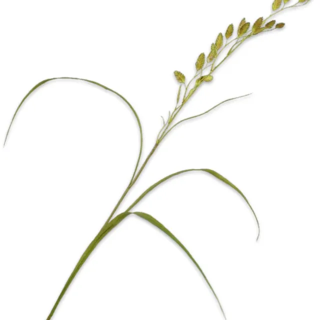 Silk-ka Kunstbloem - groen - H108 cm - 2 stuks