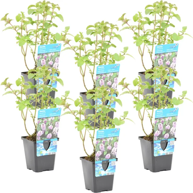 Bloomique Set van 6 - Mentha Aquatica - Watermunt - Vijverplanten - Waterplanten - Winterhard - Hoogte 10-20 cm - Pot 9 cm 6x Kweekpot