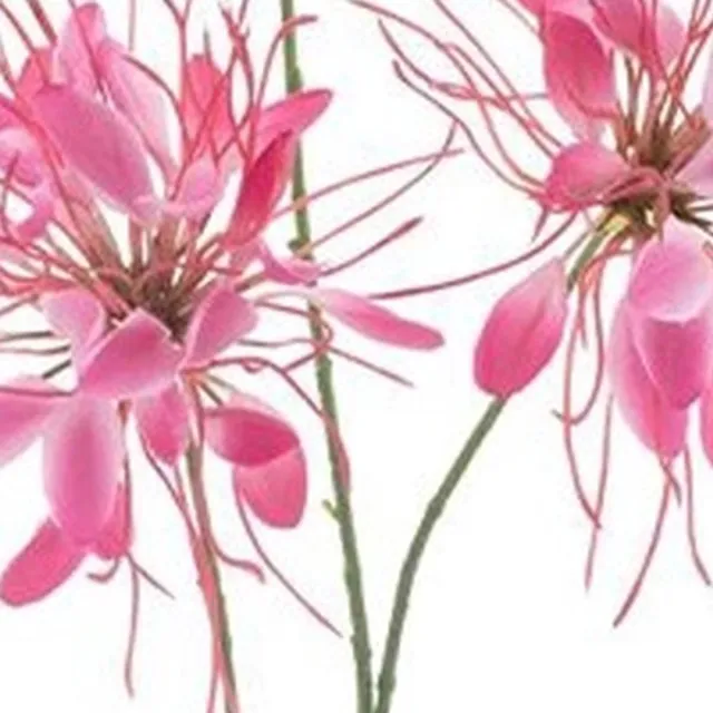 Erutan avon Spider flower spray red 94 cm onbekend