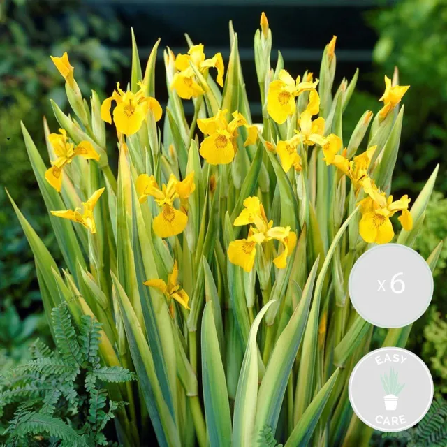 Bloomique Set van 6 - Iris Pseudacorus - Gele Lis - Vijverplanten - Waterplanten - Winterhard - Hoogte 20-30 cm - Pot 9 cm 6x Iris geel - S