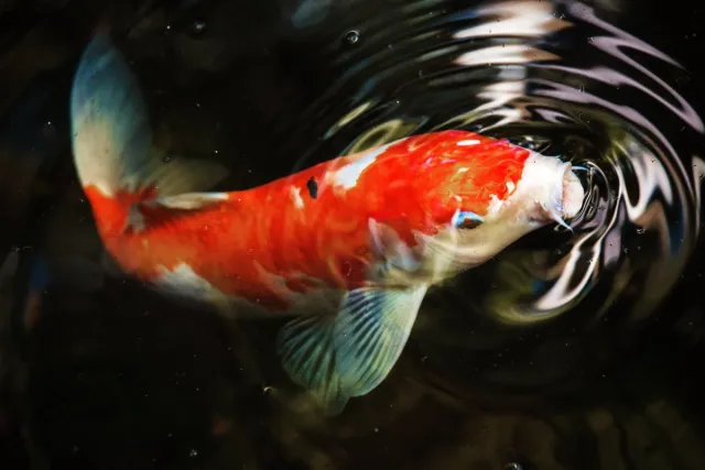 Moire reclame & sign Koi-karper tuinposter los doek 120x80 cm - Tuindoek / Schilderij voor buiten / Tuindecoratie multi