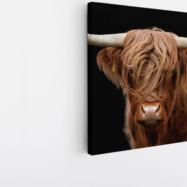 Saammp Canvas Schilderij - Schotse Hooglander Koe - Natuur - Dieren - Portret - 60x60 - Foto op canvas - Wanddecoratie - muurdecoratie Woonkamer - Slaapkamer decoratie - Canvas Print Multicolor