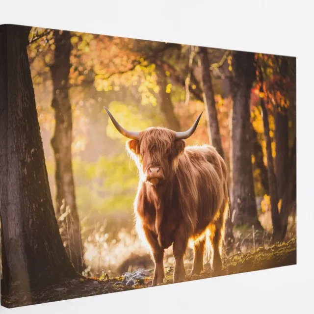 Saammp Canvas Schilderij - Schotse Hooglander Koe in de sneeuw - Dieren - Natuur - 40x30 - Foto op canvas - Wanddecoratie - muurdecoratie Woonkamer - Slaapkamer decoratie - Canvas Print Multicolor