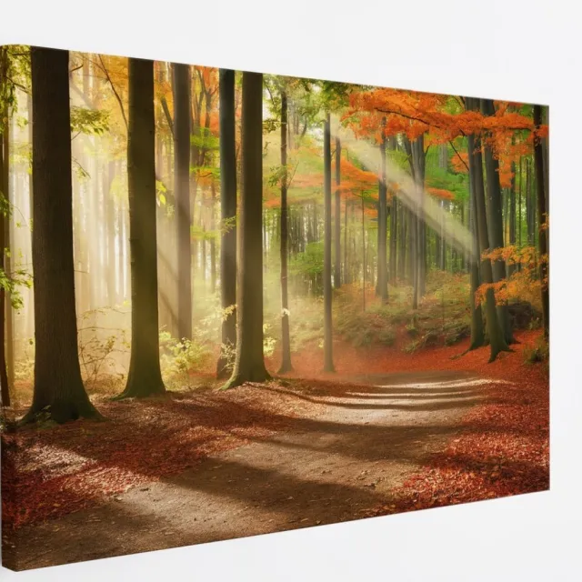 Saammp Canvas Schilderij - Pad door het bos - Herfst - Zon - Landschap - Natuur - 40x30 - Foto op canvas - Wanddecoratie - Muurdecoratie Woonkamer - Slaapkamer decoratie - Canvas Print Multicolor